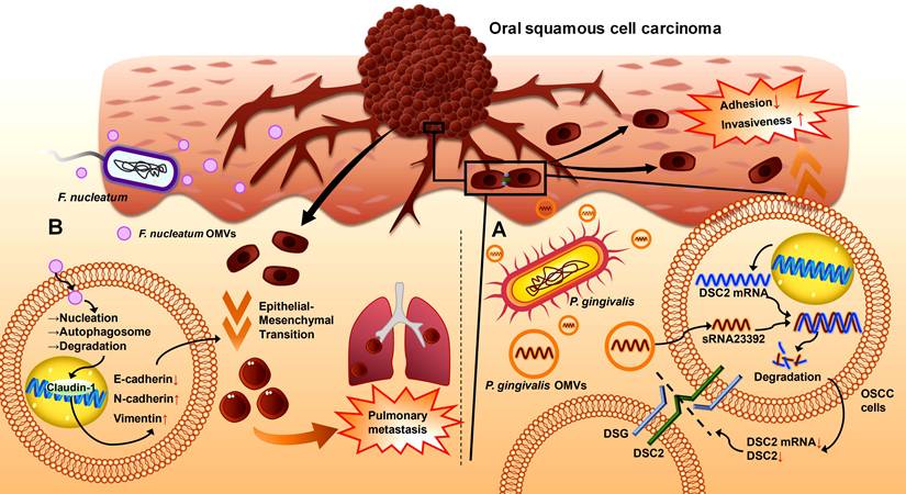 Int J Biol Sci Image