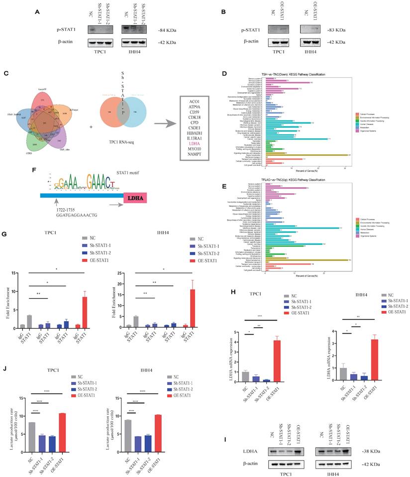 Int J Biol Sci Image
