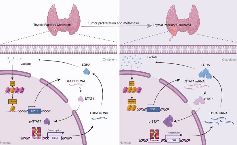 Int J Biol Sci Image