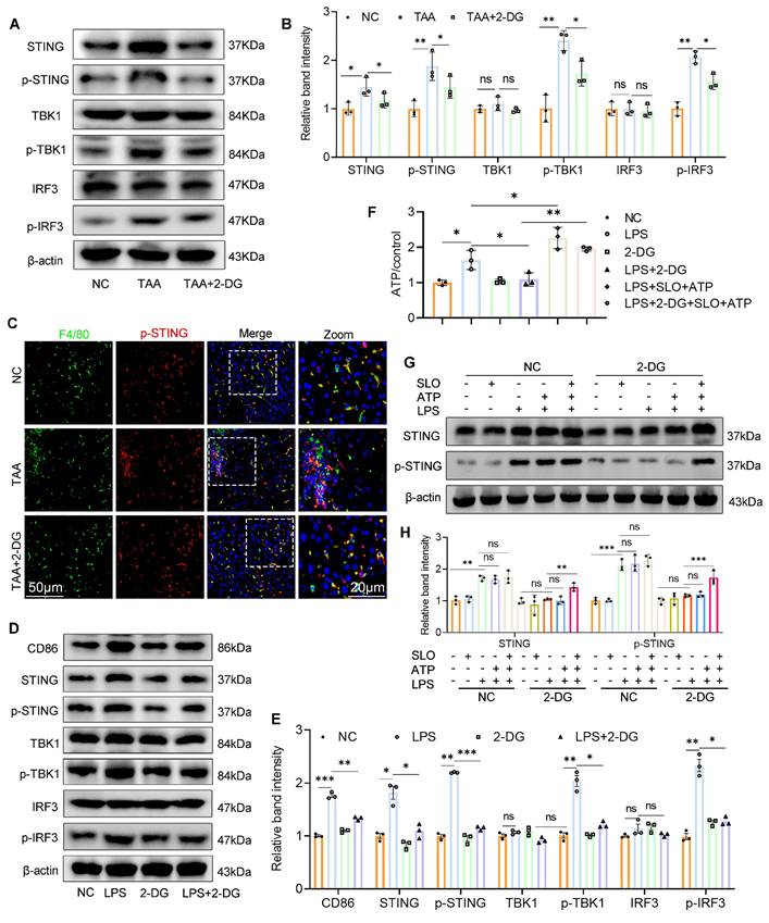Int J Biol Sci Image