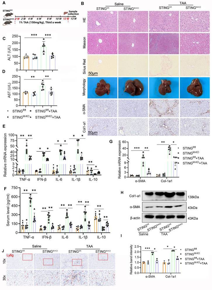 Int J Biol Sci Image