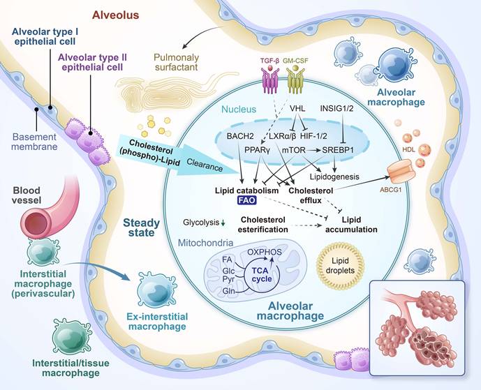 Int J Biol Sci Image
