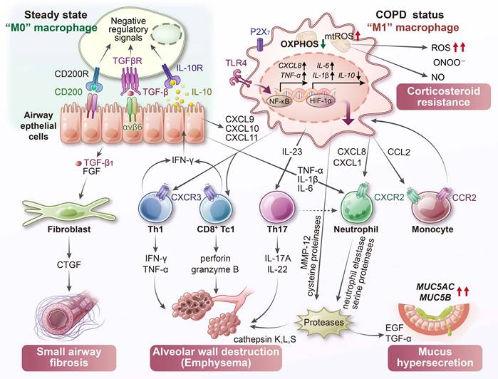 Int J Biol Sci Image