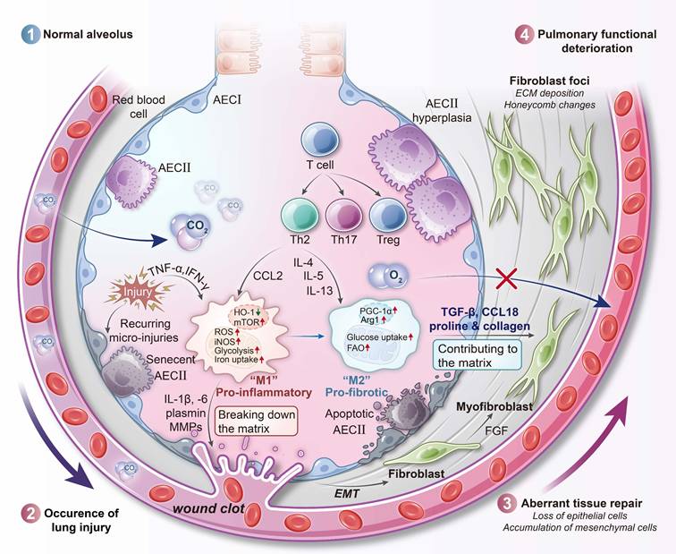 Int J Biol Sci Image
