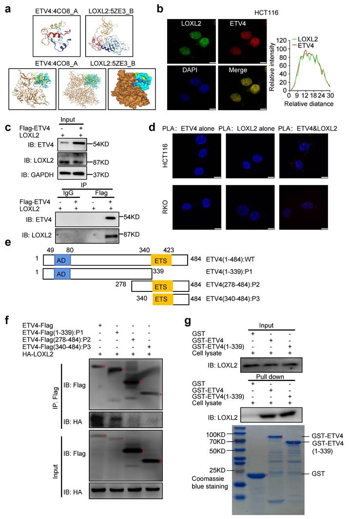 Int J Biol Sci Image