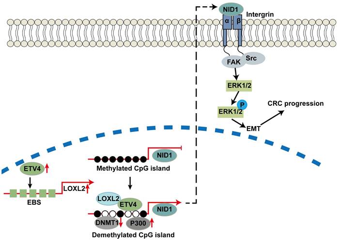 Int J Biol Sci Image