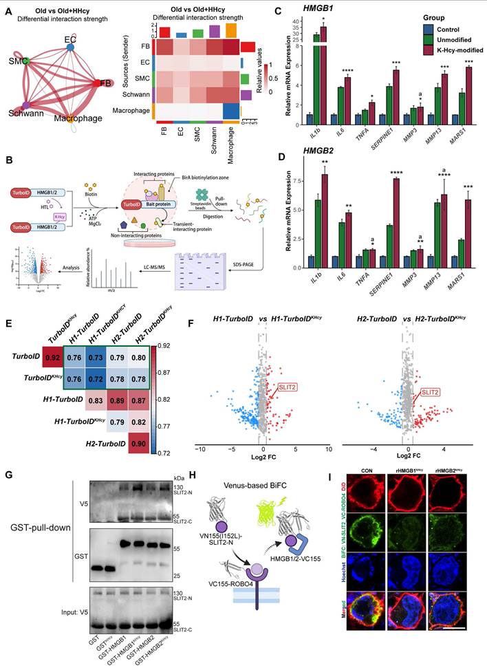 Int J Biol Sci Image