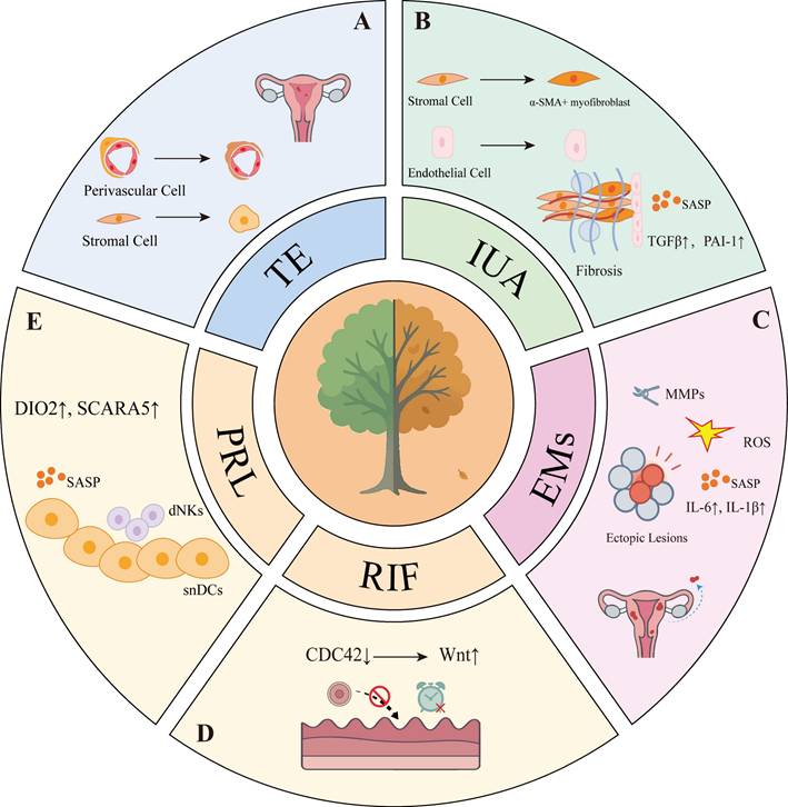 Int J Biol Sci Image