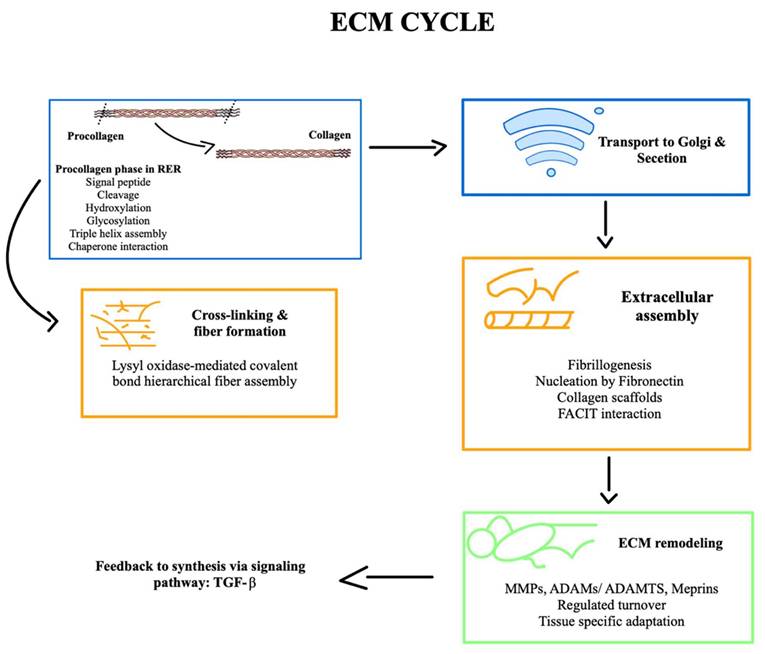 Int J Biol Sci Image