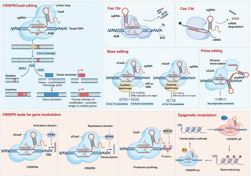 Int J Biol Sci Image