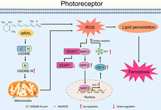 Int J Biol Sci Image