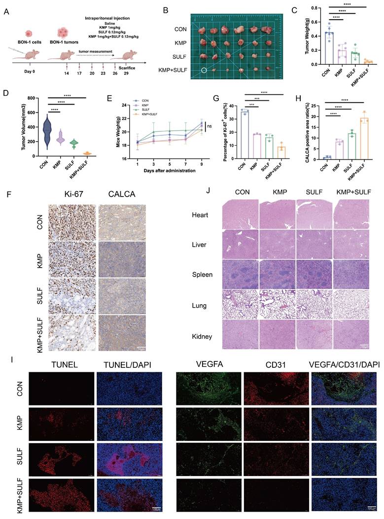 Int J Biol Sci Image
