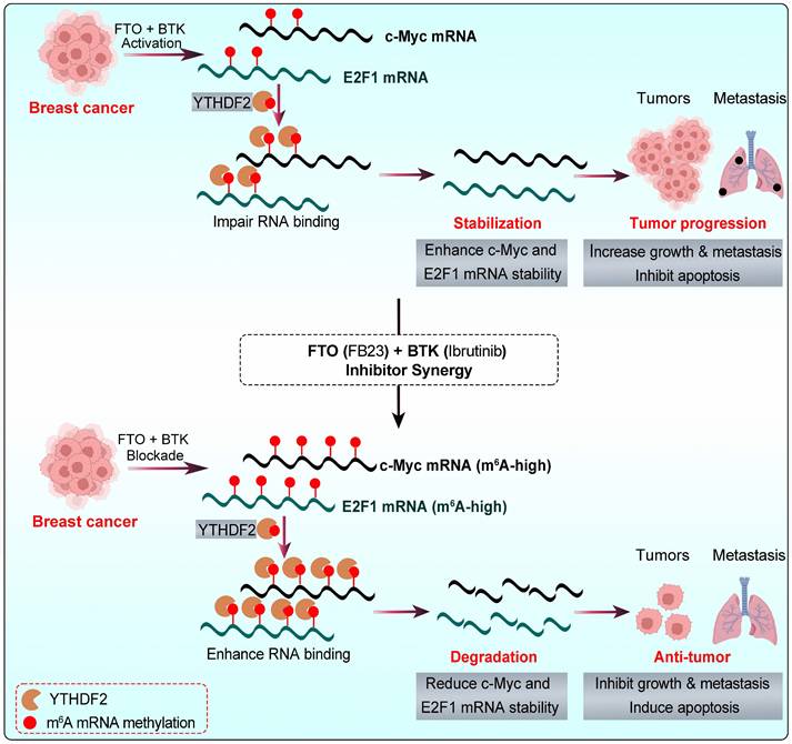 Int J Biol Sci Image
