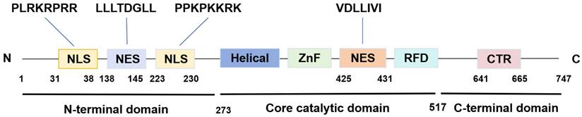 Int J Biol Sci Image