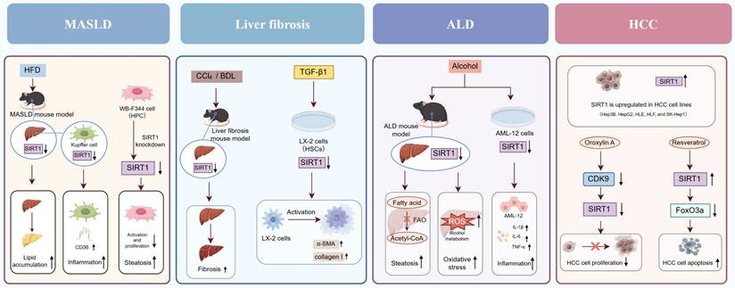 Int J Biol Sci Image