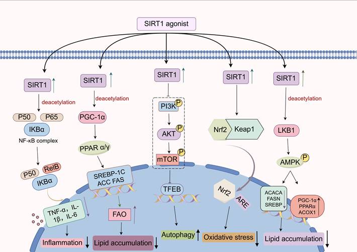 Int J Biol Sci Image