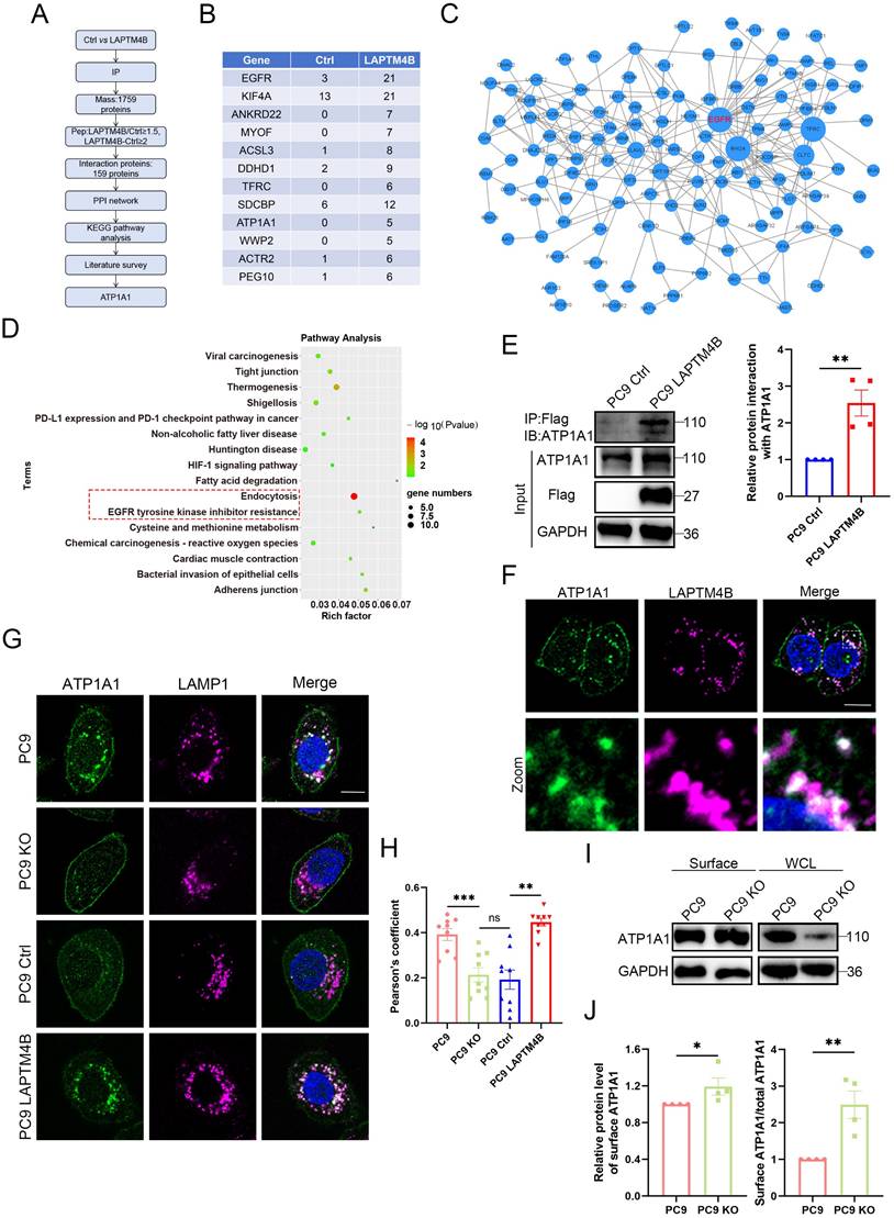 Int J Biol Sci Image
