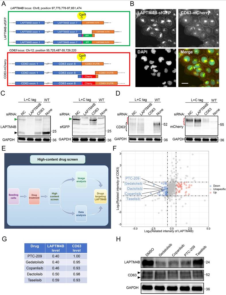 Int J Biol Sci Image