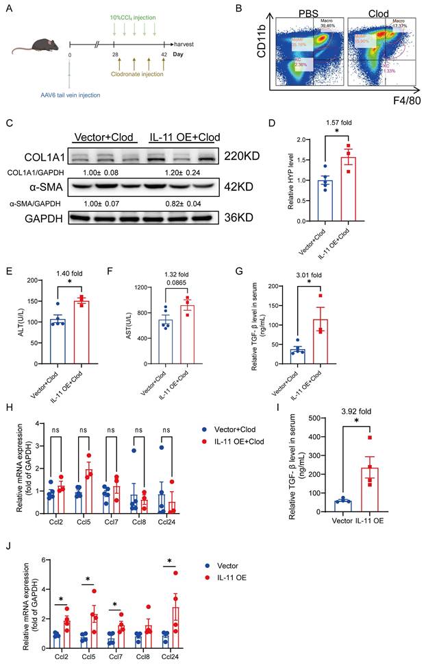 Int J Biol Sci Image