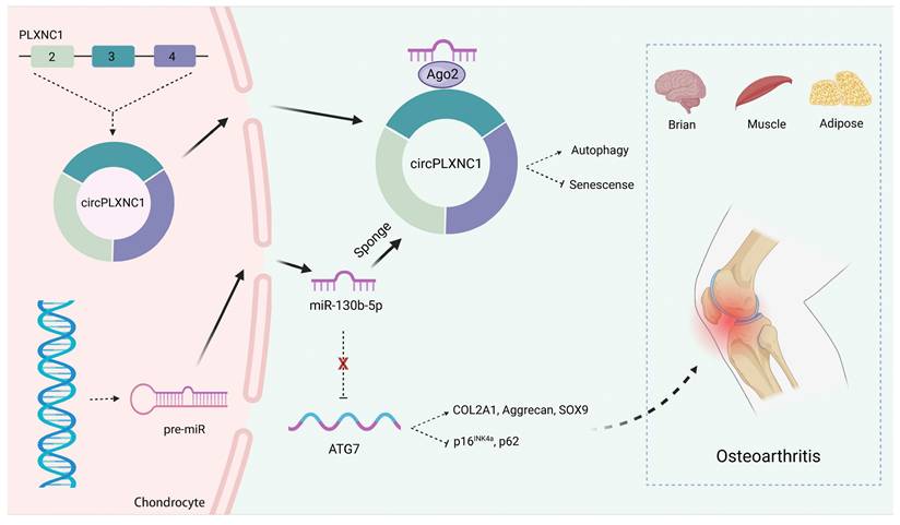 Int J Biol Sci Image