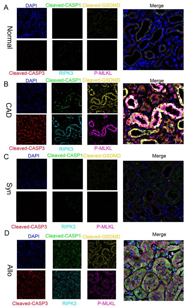 Int J Biol Sci Image
