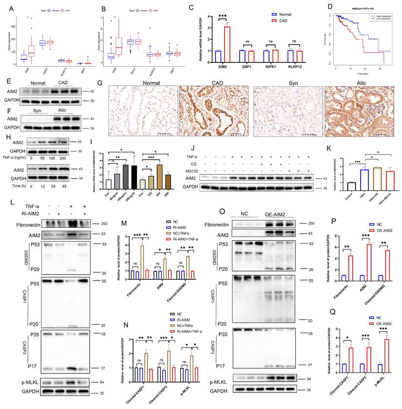 Int J Biol Sci Image