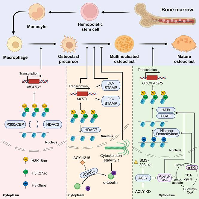 Int J Biol Sci Image