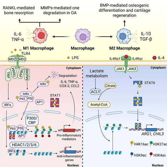 Int J Biol Sci Image
