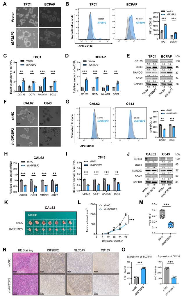 Int J Biol Sci Image