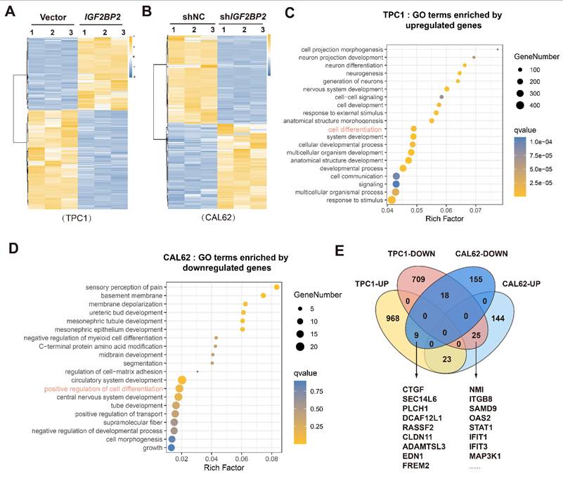 Int J Biol Sci Image