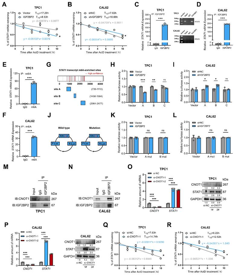 Int J Biol Sci Image