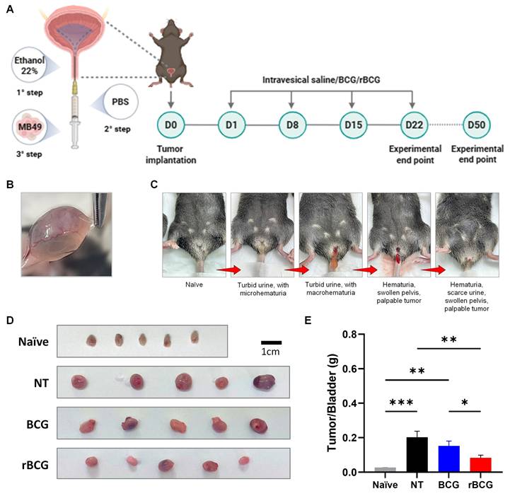 Int J Biol Sci Image