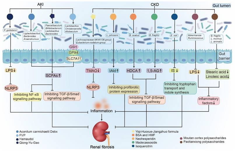 Int J Biol Sci Image
