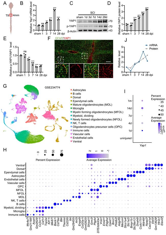 Int J Biol Sci Image