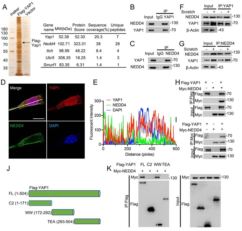 Int J Biol Sci Image