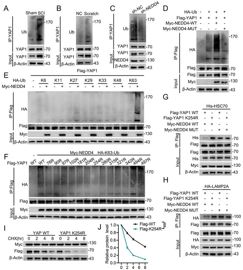 Int J Biol Sci Image