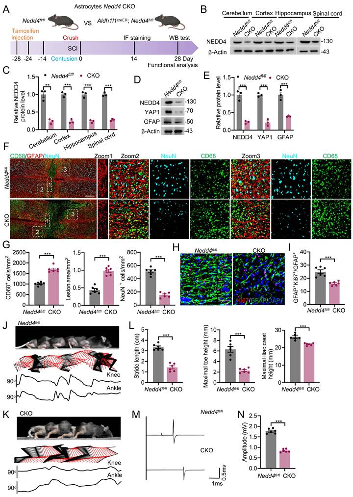 Int J Biol Sci Image
