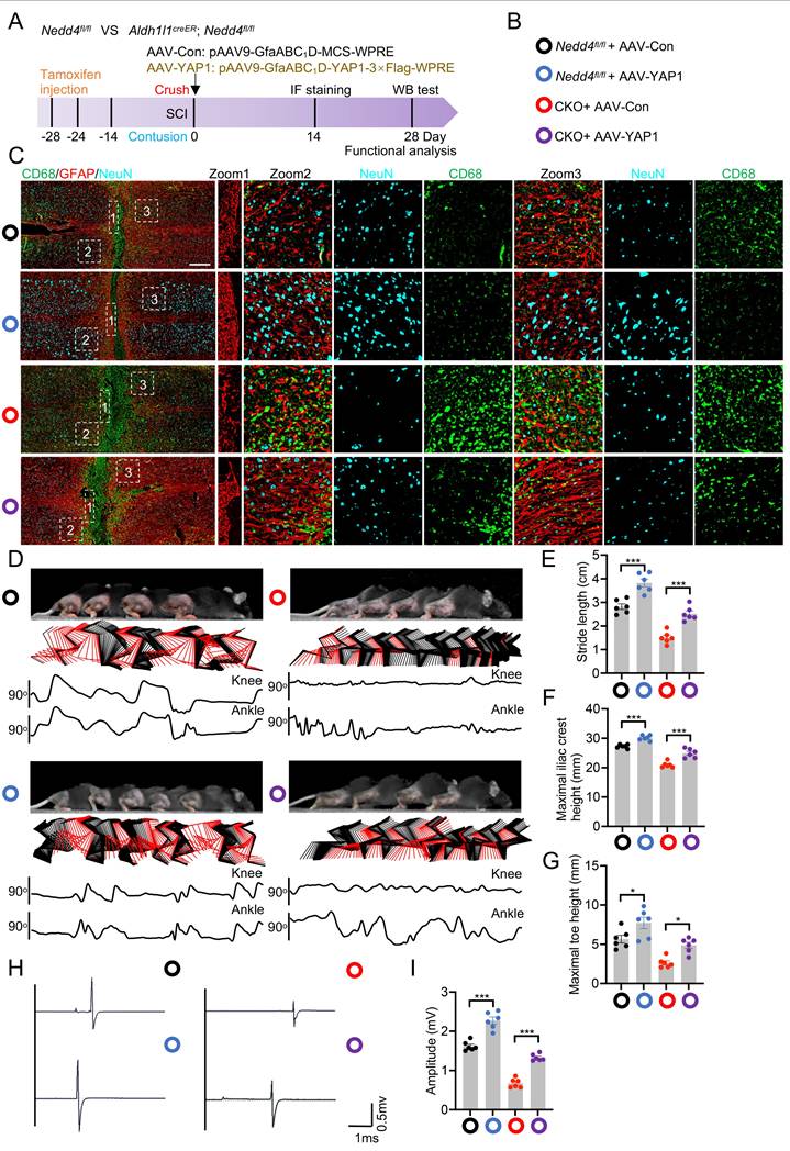 Int J Biol Sci Image