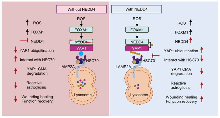 Int J Biol Sci Image