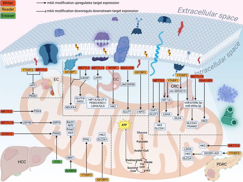 Int J Biol Sci Image