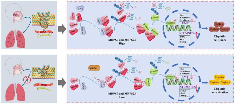 Int J Biol Sci Image