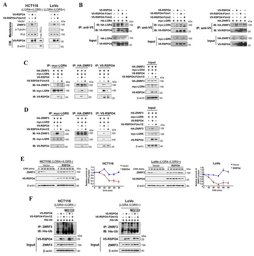 Int J Biol Sci Image