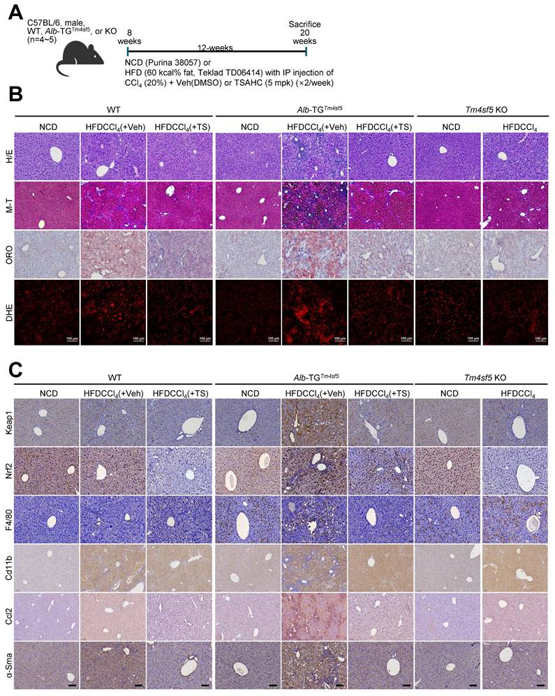 Int J Biol Sci Image