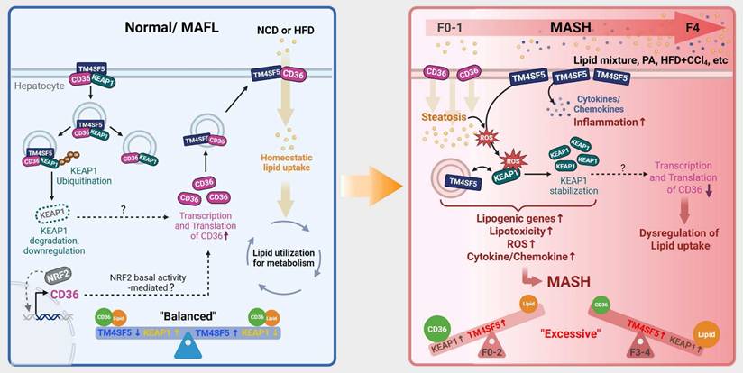 Int J Biol Sci Image
