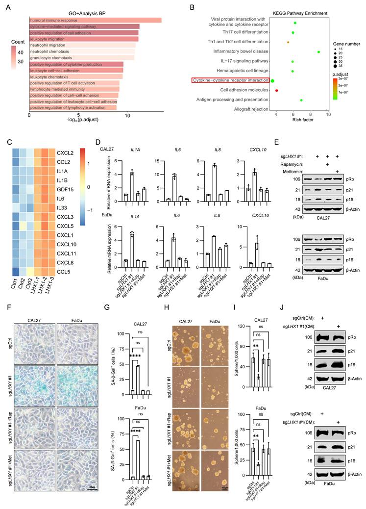 Int J Biol Sci Image