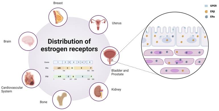 Int J Biol Sci Image