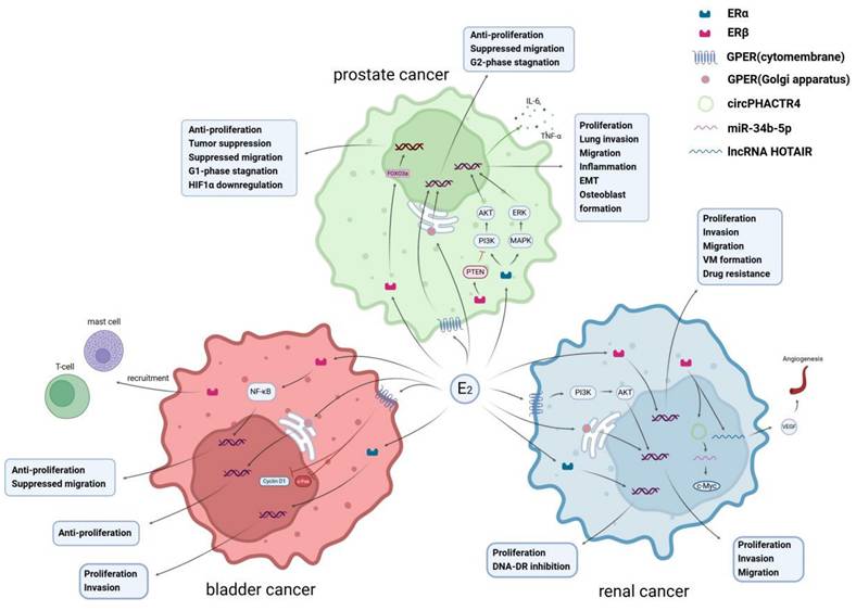 Int J Biol Sci Image