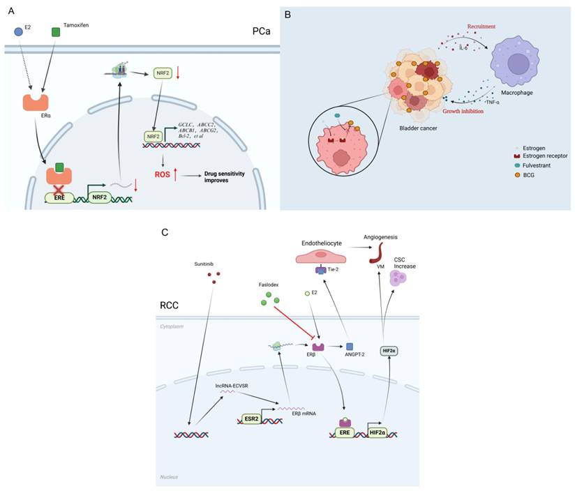 Int J Biol Sci Image