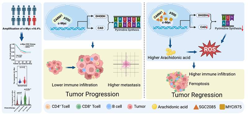 Int J Biol Sci Image