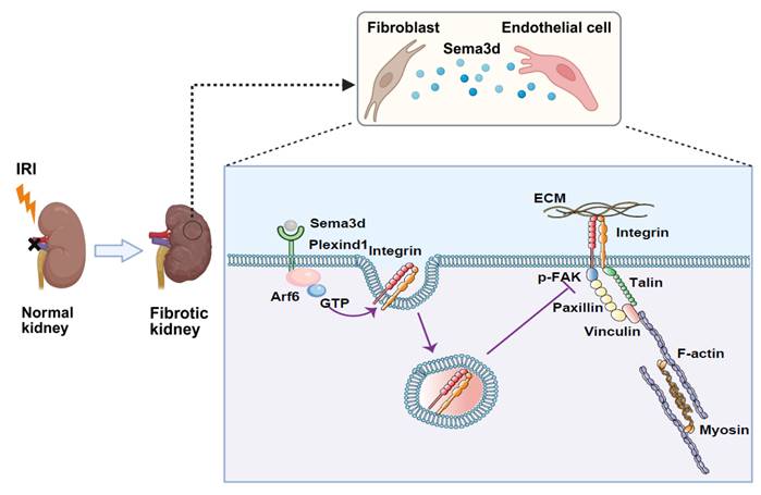 Int J Biol Sci Image